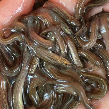 Live Mudfish Fry Feeding Pet Fishing Arowana Live Bait Turtle Feed Mudfish Breeding Freshwater Ornamental Fish Fishing