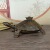 Размер курильницы для благовоний № 9 turtle составляет около 13 см в длину, около 8 см в ширину, около 5,6 см в высоту и весит около 365 граммов.