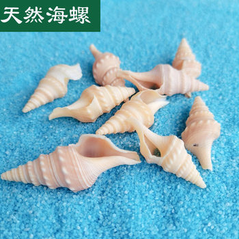 Natural Shell Conch 3-5cm Double Needle Snail Home Fish Tank Aquarium Contrast Micro Landscape Decoration