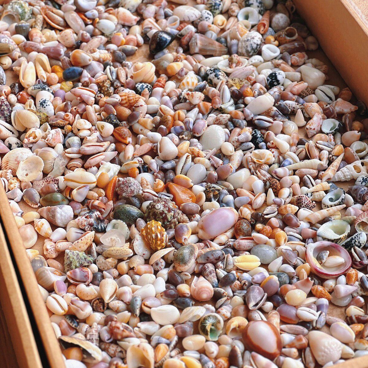 Natural Real Shell Conch Mini Shell Decoration Handmade DIY Shell Photo Frame Storage Box Fish Tank Landscaping