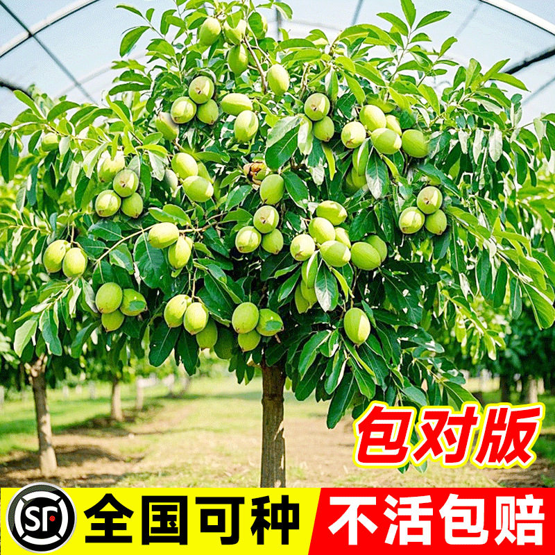 Walnut Saplings, American Pecan Tree Saplings, Grafted Saplings, Walnut Saplings, Long-Living Fruit Trees, Bearing Fruit in the Same Year, Suitable for Planting in Both Southern and Northern Regions
