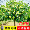 Walnut Saplings, American Pecan Tree Saplings, Grafted Saplings, Walnut Saplings, Long-Living Fruit Trees, Bearing Fruit in the Same Year, Suitable for Planting in Both Southern and Northern Regions