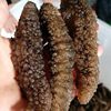 Spiny Sea Cucumber, Ready-To-Eat Sea Cucumber, Hotel Ingredients, Spiny Sea Cucumber, Non-Dried Sea Cucumber, Wholesale from Sea Cucumber Manufacturer, Frozen 500g