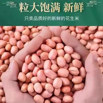 Peanuts 25kg Large Peanuts New Stock Original Flavor Peanut Kernels Edible Peanuts Ready Stock Wholesale