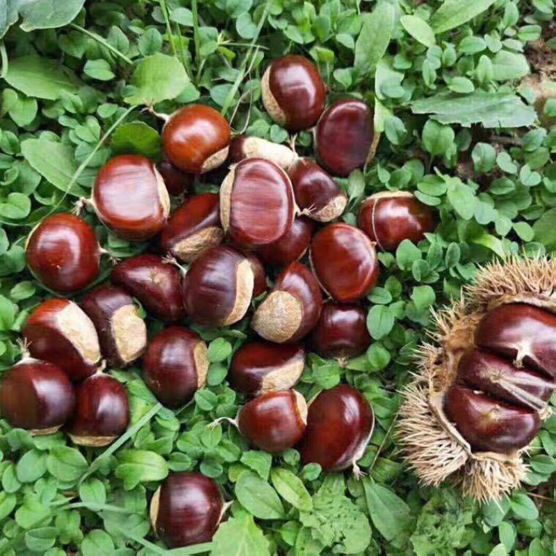 Authentic Raw Chestnuts from Qianxi, Authentic Yanshan Wild Oil Chestnuts, Fresh Shelled Raw Chestnuts for Weddings