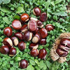 Authentic Raw Chestnuts from Qianxi, Authentic Yanshan Wild Oil Chestnuts, Fresh Shelled Raw Chestnuts for Weddings