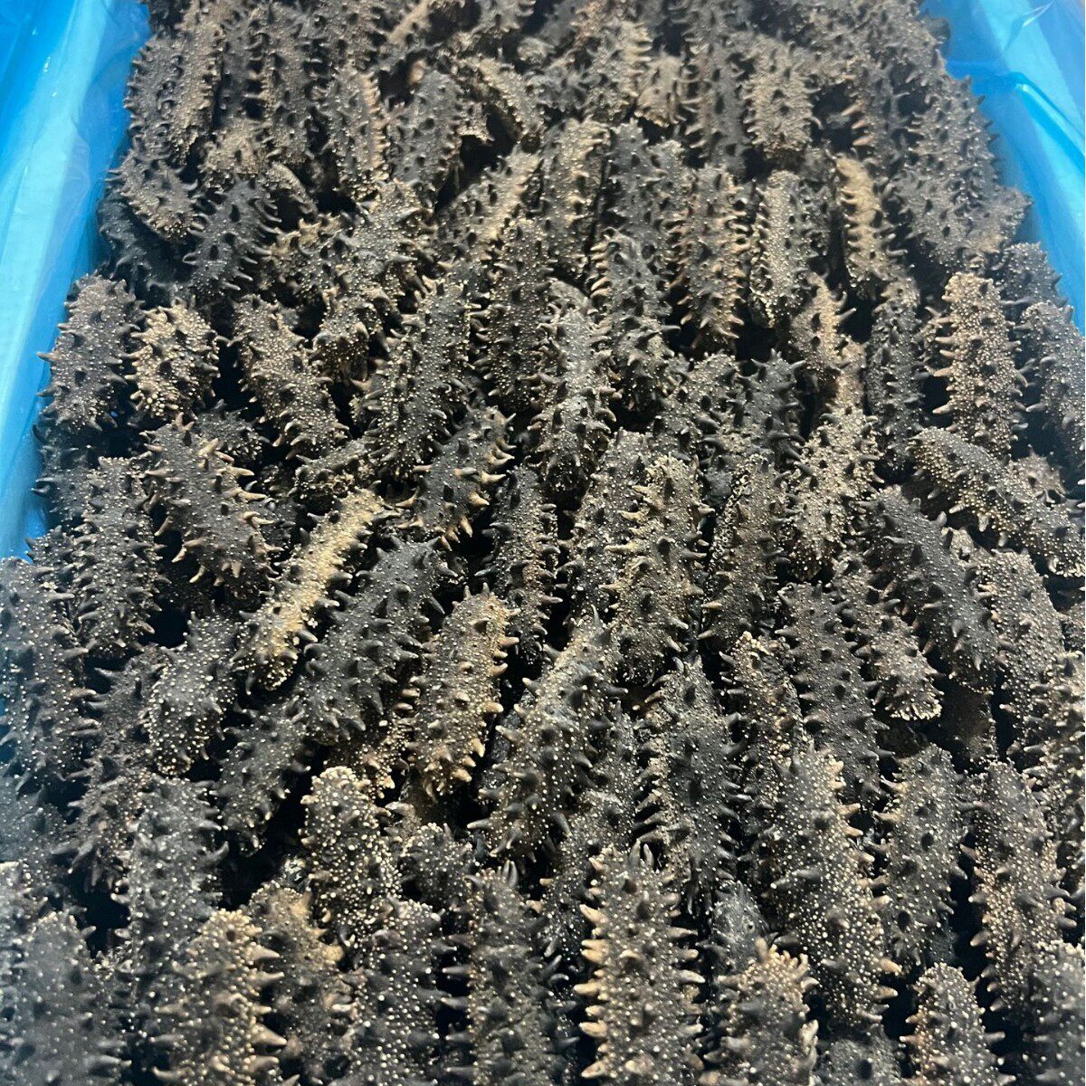 Dried Sea Cucumber Origin Dalian Bottom-Sown Sea Cucumber National Standard Grade Nourishing High-Taste Fresh Sea Cucumber for the Elderly and Pregnant Women