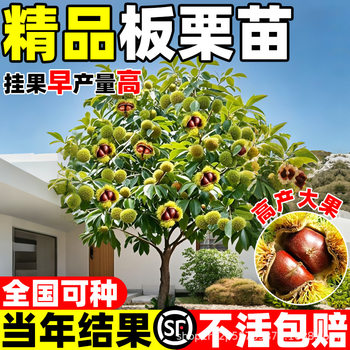 Chestnut Saplings of the Variety Da Hongpao Are Grafted with Southern and Northern Chestnuts, and the Qianxi Chestnut Saplings Produce Fruit in the Year of Planting