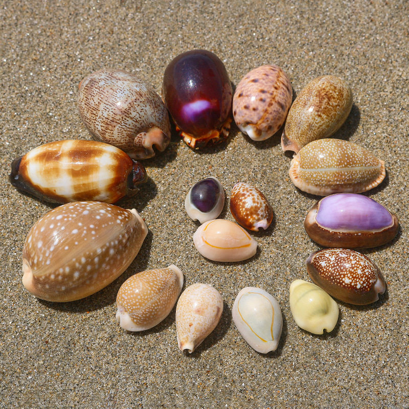 Natural Shell Conch Starfish Hermit Crab Replacement Shell Handmade DIY Shell Photo Frame Fish Tank Landscaping Large Conch Shell