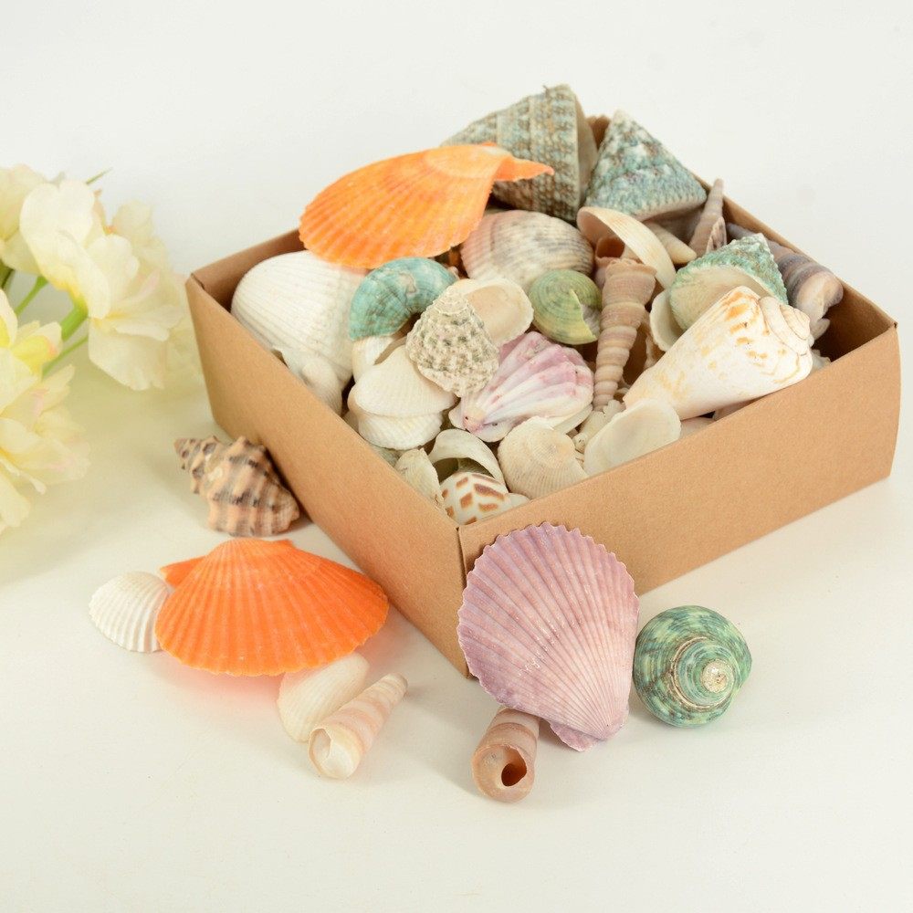 Natural Conch Shells, Colored Scallops, Handmade DIY Small Shells, More Than 20 Mixed Fish Tank Landscaping, Children's Day Materials