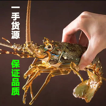 Live Frozen Vietnamese Small Green Lobster, Live Frozen Shrimp, Frozen Shrimp, Live Seafood, Frozen Products Wholesale and Retail