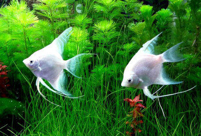 Angelfish, Peruvian Swallowfish, Tropical Fish, Ornamental Fish, Live Fish, Three-Color Angel Panda, Angel Fish, Novice Fish