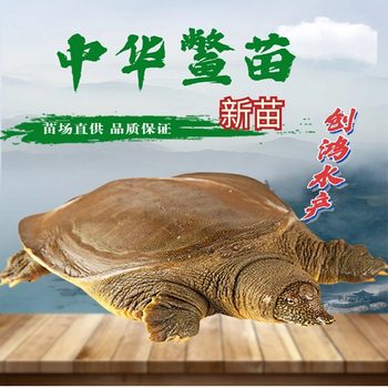 [New Seedlings] Chinese Turtle Seedlings, Chinese Turtle Seedlings, Water Fish Seedlings, Free Fish, Intensive Culture in the Outer Pond
