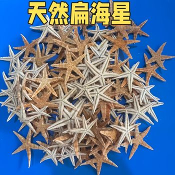 Wholesale Handicrafts Study Natural Starfish Decoration DIY Flat Starfish Conch Shell Bread Starfish Ornaments Decoration