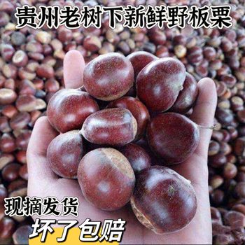 Fresh Raw Chestnuts from the Mountains of Guizhou and Yunnan, Large Hairy Chestnuts, Oil Chestnuts with Shells, Freshly Picked and Shipped, Free Shipping and Guaranteed Compensation