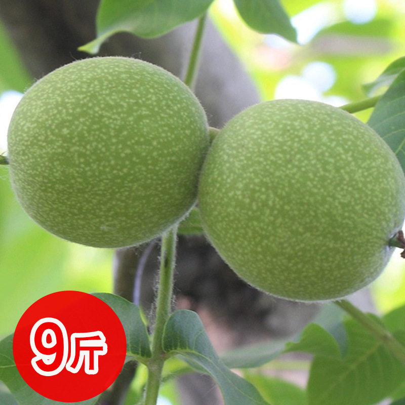 2025 Fresh Wet Walnuts, Peeled Green Walnuts, Tender Raw Walnuts, Sichuan Non-Thin-Skinned Black Walnuts, Suitable for Pregnant Women