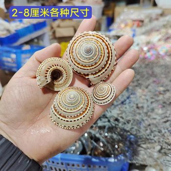 Natural conch shell window ornaments micro landscape decoration straw hat screw wheel shell