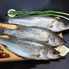 Whole Large Fresh Frozen Sea Bass Deep Sea Fish Seven-Star Bass Fresh Sea Bass Commercial Wholesale