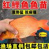 Red Carp Fry Xingguo Cold Water Ornamental Fish Fry Freshwater Farming Red Durable Live Carp Edible