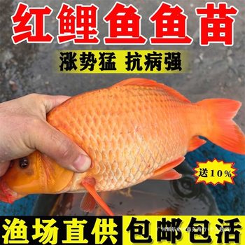 Red Carp Fry Xingguo Cold Water Ornamental Fish Fry Freshwater Farming Red Durable Live Carp Edible