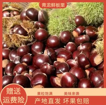 Hebei Yanshan Qinglong Selected Chestnuts 2023 Shelled Chestnuts Origin Straight Hair Non-qianxi Fresh Oil Chestnuts Sweet Chestnuts