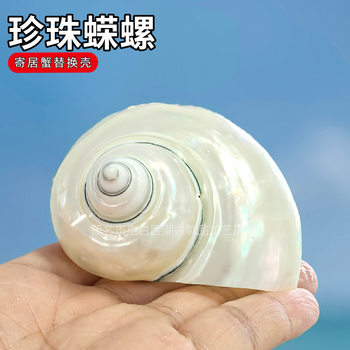 Pearl Salamander Snail Natural Shell Conch Handmade Diy Hermit Crab Shellfish Shell Aquarium Landscape Aquarium