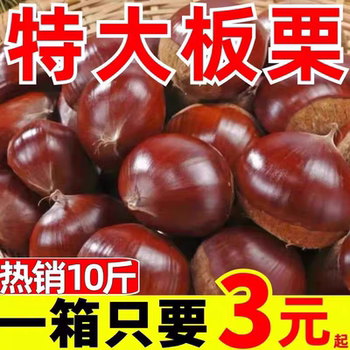Fresh Chestnuts 2025 New Chestnuts 2.5kg Farm Freshly Picked Hairy Chestnuts Oil Chestnuts Non-Mianxi Large Chestnuts 1