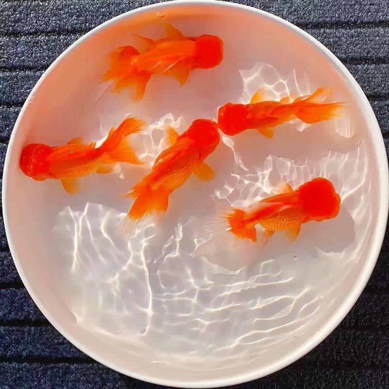 Live Goldfish, Ornamental Fish, Small Cold Water Fish, Easy to Raise and Live, Freshwater Pet Fish, Unheated Small Goldfish Fry