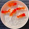 Live Goldfish, Ornamental Fish, Small Cold Water Fish, Easy to Raise and Live, Freshwater Pet Fish, Unheated Small Goldfish Fry