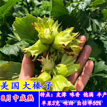 Large Hazelnut Saplings, Thin-Skinned Pingou Large-Fruited Northeastern Hazelnut Nut Saplings, Cold-Resistant, Planted in the North and South, and Bear Fruit in the Same Year