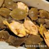 Fresh Live Fish and Live Northeastern Soft-Shelled Turtles/Yellow Turtles from Outdoor Ponds with Free Shipping Via Sf Express, Sustainably Raised