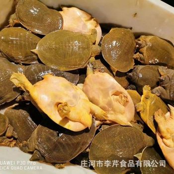 Fresh Live Fish and Live Northeastern Soft-Shelled Turtles/Yellow Turtles from Outdoor Ponds with Free Shipping Via Sf Express, Sustainably Raised