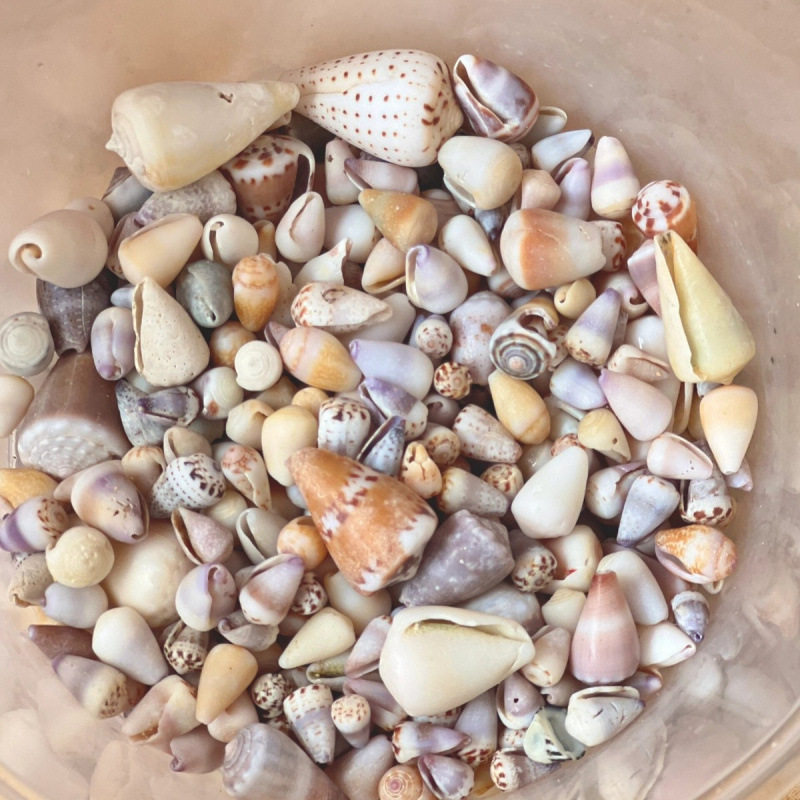 Natural Real Shell Conch Mini Shell Decoration Handmade Shell Photo Frame Storage Box Fish Tank Landscaping