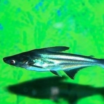 Blue shark ornamental fish tropical fish small shark tiger shark freshwater shark shark tiger shark fishing ground direct sales