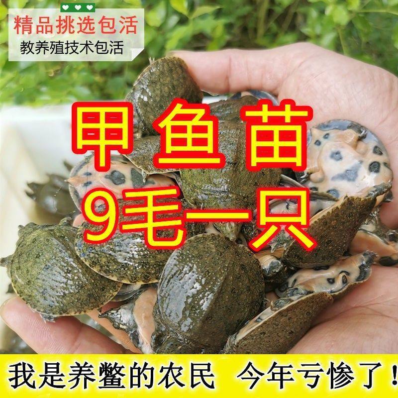 Live Young Turtles for Outdoor Pond Farming, Turtle Eggs, Water Turtles, Turtle Eggs, Chinese Turtle Eggs, Live Farming, Direct Delivery from the Farm