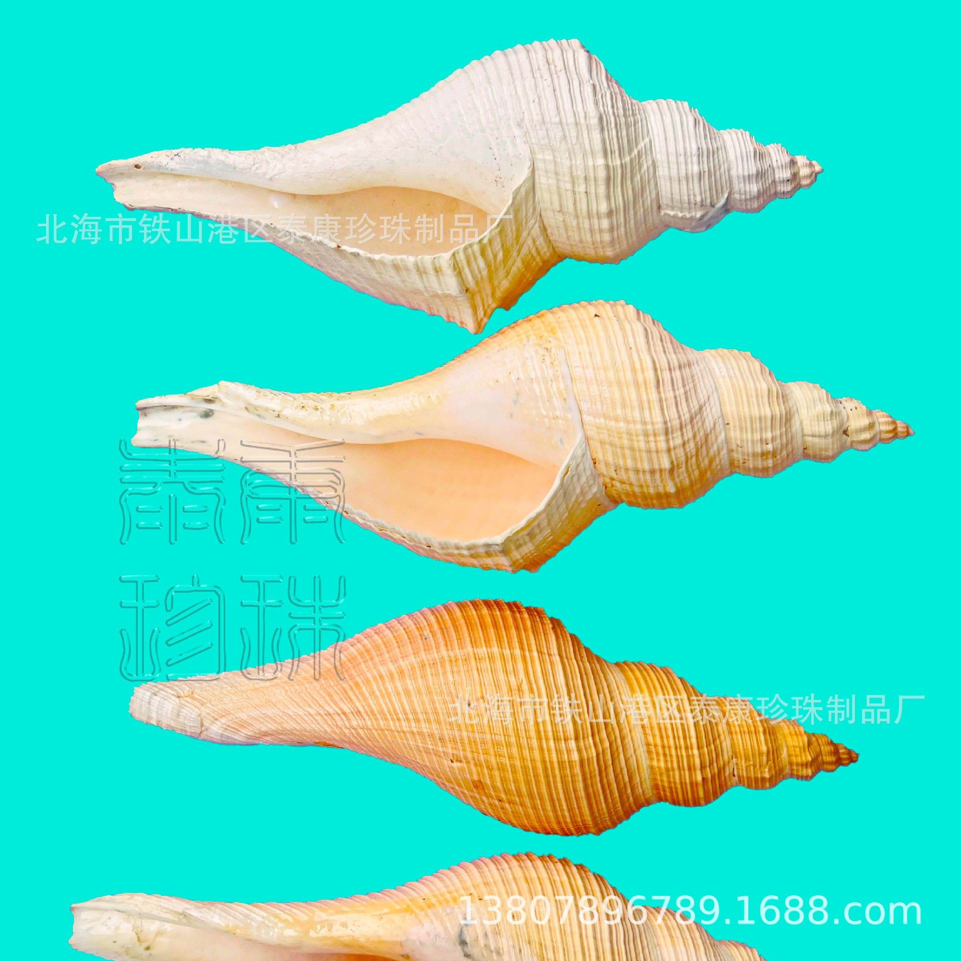 Conch Shell Long Fragrant Snail Loud Snail Shell Decoration Collection Gift Method Utensils Horn Snail Ornaments Starfish Coral