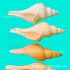 Conch Shell Long Fragrant Snail Loud Snail Shell Decoration Collection Gift Method Utensils Horn Snail Ornaments Starfish Coral