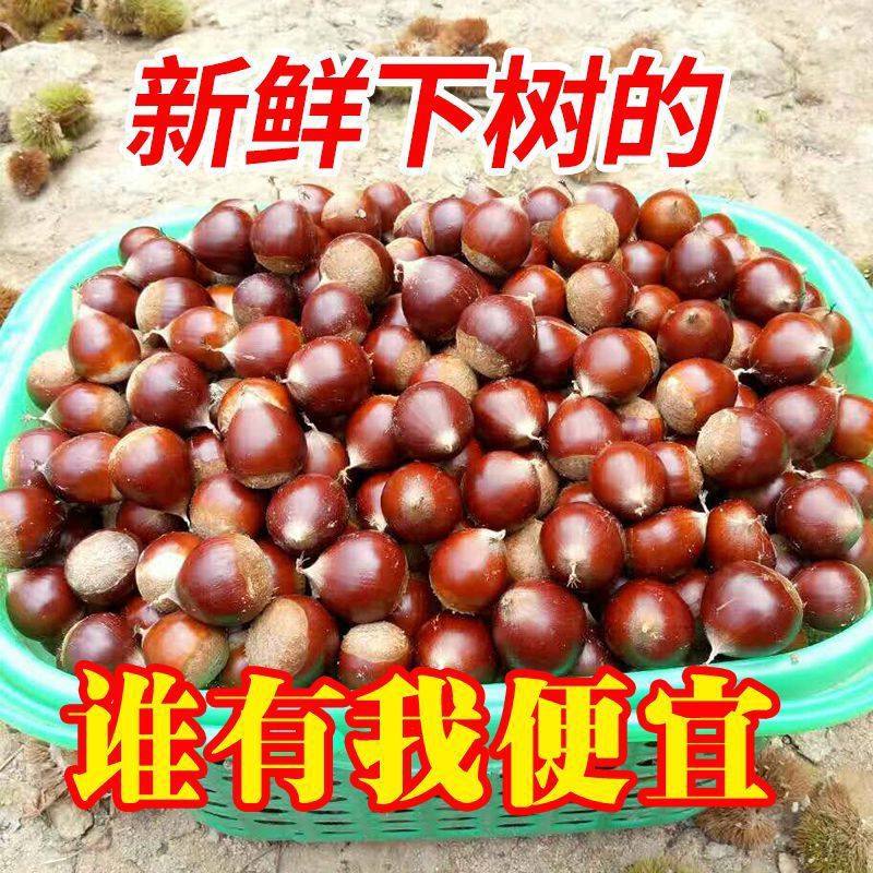 Jianou Cone Chestnut, Fujian Cone Chestnut, Fresh Round Chestnut, Cone-Shaped Chestnut Tip, Cone Wholesale