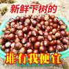 Jianou Cone Chestnut, Fujian Cone Chestnut, Fresh Round Chestnut, Cone-Shaped Chestnut Tip, Cone Wholesale
