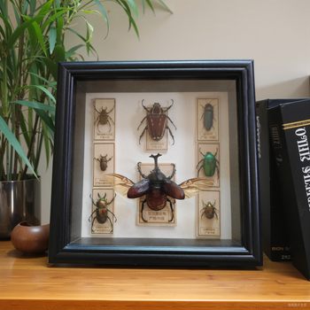 Insect Specimen Photo Frame Hollow 4cm European-Style Chinese Science Popularization Display Rectangular Frame DIY Hand-Made Display Frame