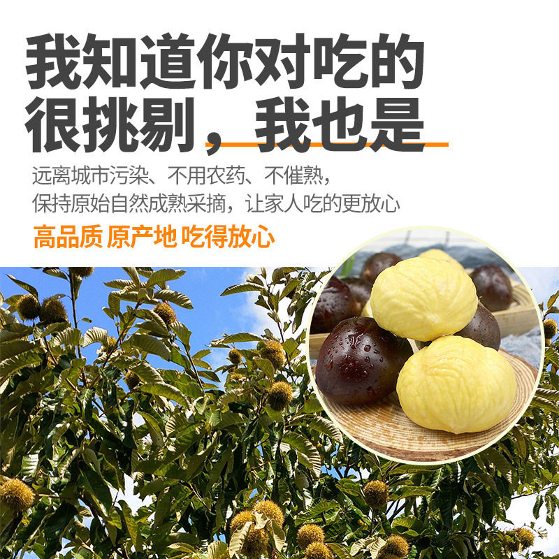 Dandong Chestnuts, Fresh Chestnuts, Tender and Large Chestnuts, Farm Orchards, Freshly Picked Chestnuts from the Tree