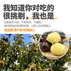 Dandong Chestnuts, Fresh Chestnuts, Tender and Large Chestnuts, Farm Orchards, Freshly Picked Chestnuts from the Tree