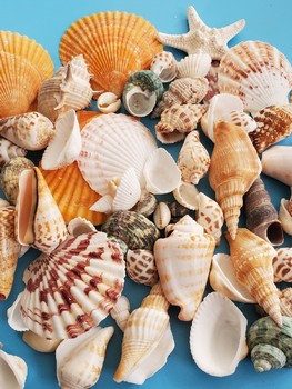 Natural Shell Conch Starfish Material Package Handmade DIY Shooting Background Wind Chime Drift Bottle Fish Tank Decoration Set