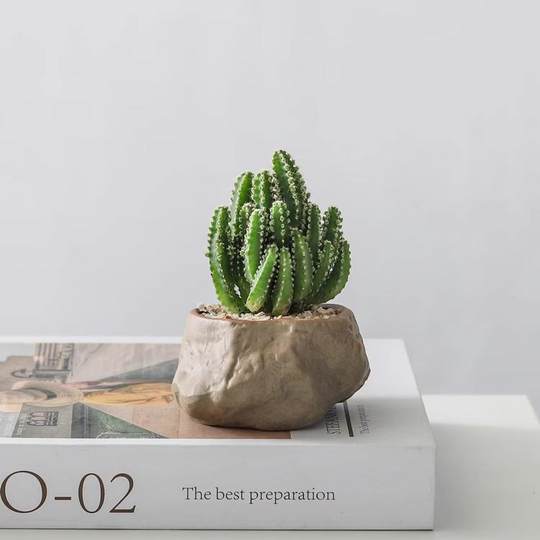 Wanchong Mountain Potted Plants Red Sun Net Red Fleshy Plants Office Indoor Desktop Lazy People Good to Raise Green Plants and Flowers Bonsai
