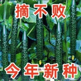 Огуречные семечки Цзиньян № 4, зеленая кожица, зеленое мясо, сладкий, хрустящий, нежный зеленый огурец, желтая сердцевина, семена огурца, семена овощей Дацюань