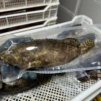 Fresh Frozen Pearl Grouper, Large Gentian Fish, Seafood Grouper, Fresh Aquatic Products, Free Shipping Starting from 22.5kg