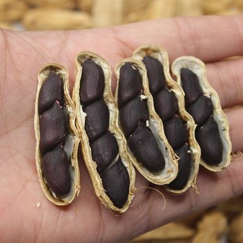 Yunnan Black Peanuts Rich in Selenium, Black Peanuts Pu'Er 2025 New Crop, Sun-Dried Black Peanuts with Shells, Black-Skinned Peanuts