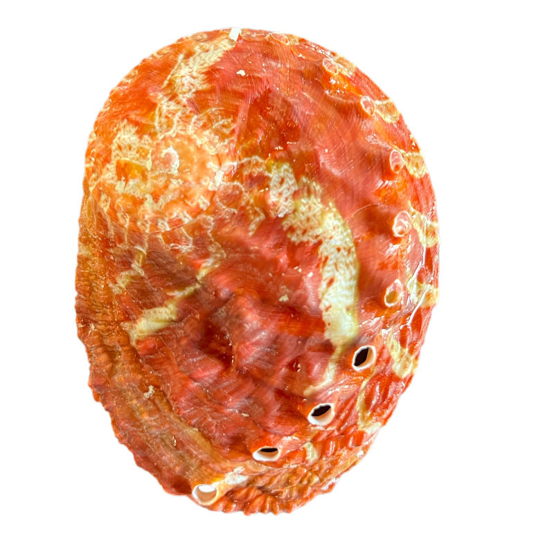 Wholesale Abalone Shells for Decoration, Natural Conch Shells for Aquarium Landscaping, Photography Props, Marine