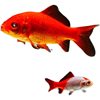 Goldfish That Don'T Need Oxygen, Easy to Raise and Durable, Small Fish That Won'T Die, Live Fish from Tap Water, Koi Pets
