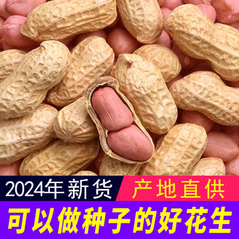 2024 Fresh Thin-Skinned High-Quality Small White Sand Variety Raw Peanuts in Shells, Edible and Seedable Pink-Skinned Peanuts